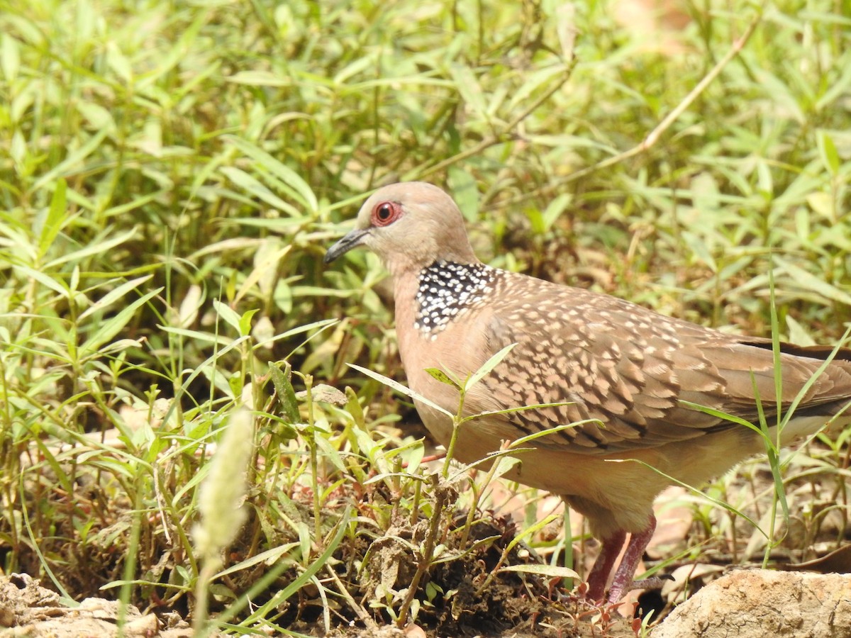Spotted Dove - ML617304755