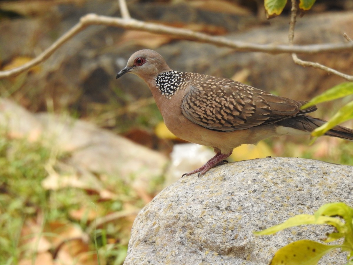 Spotted Dove - ML617304756
