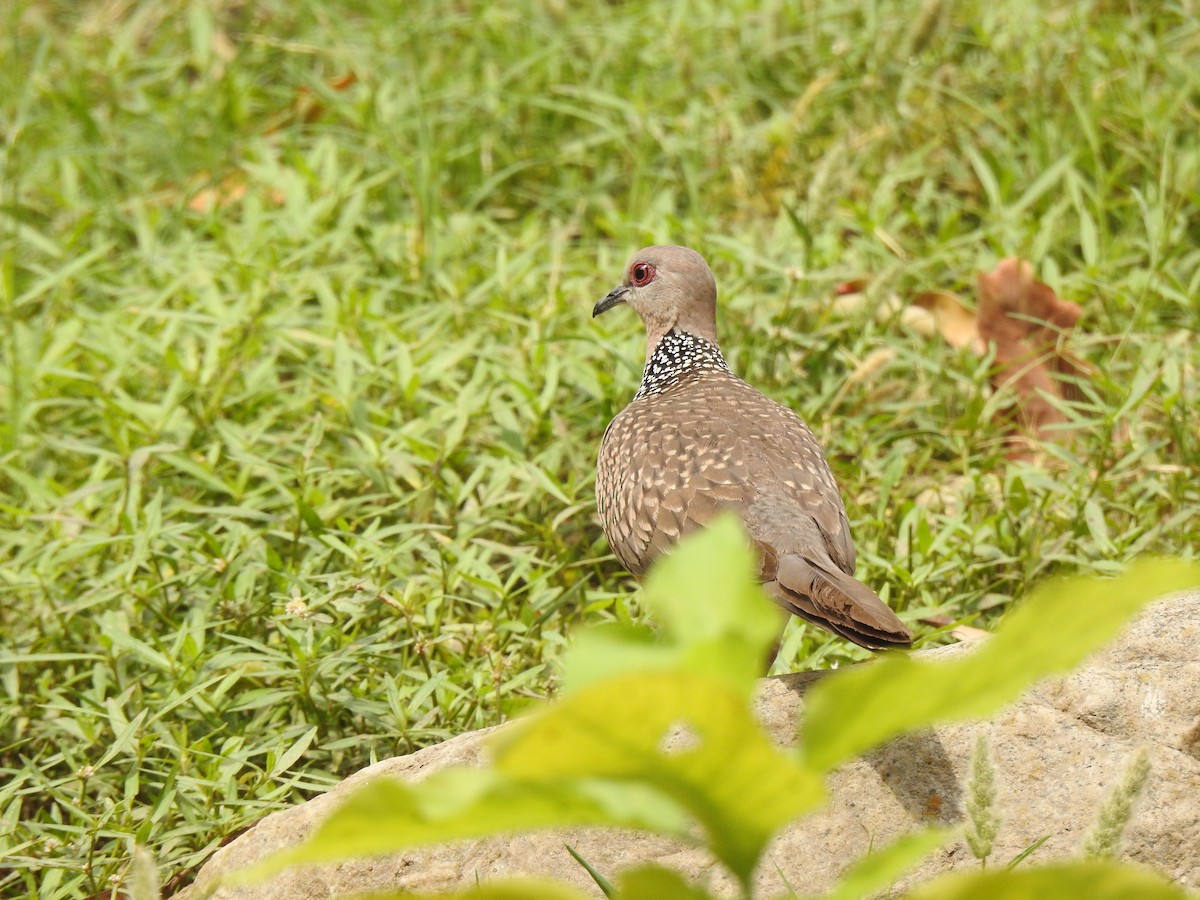 Spotted Dove - ML617304757