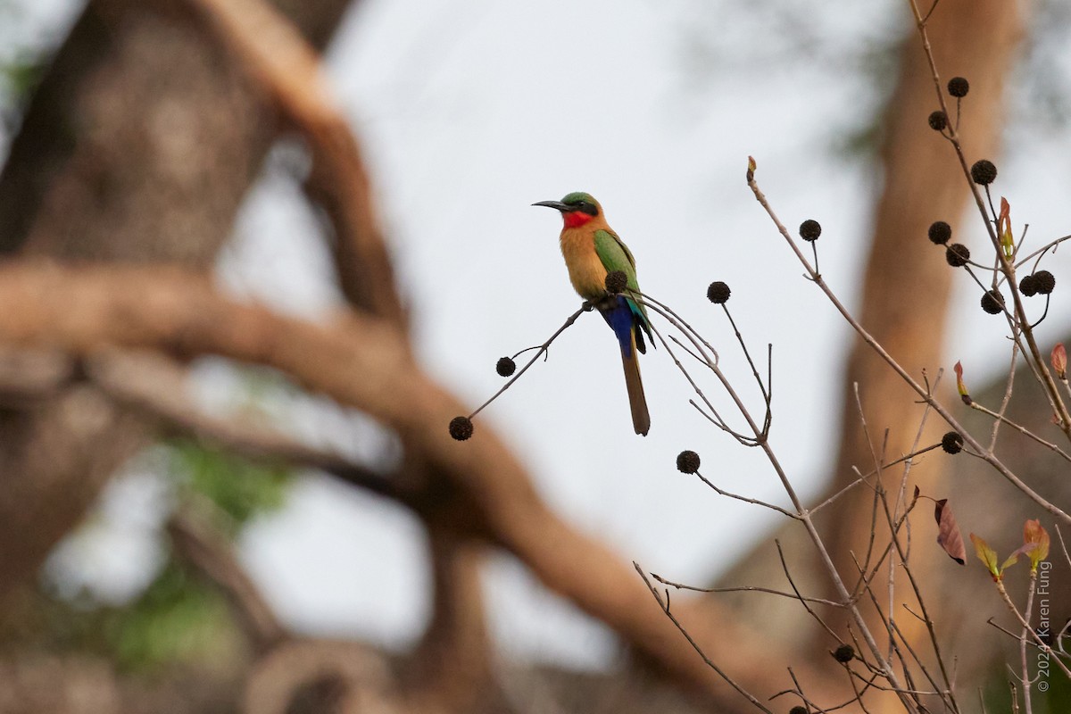 Red-throated Bee-eater - ML617304767