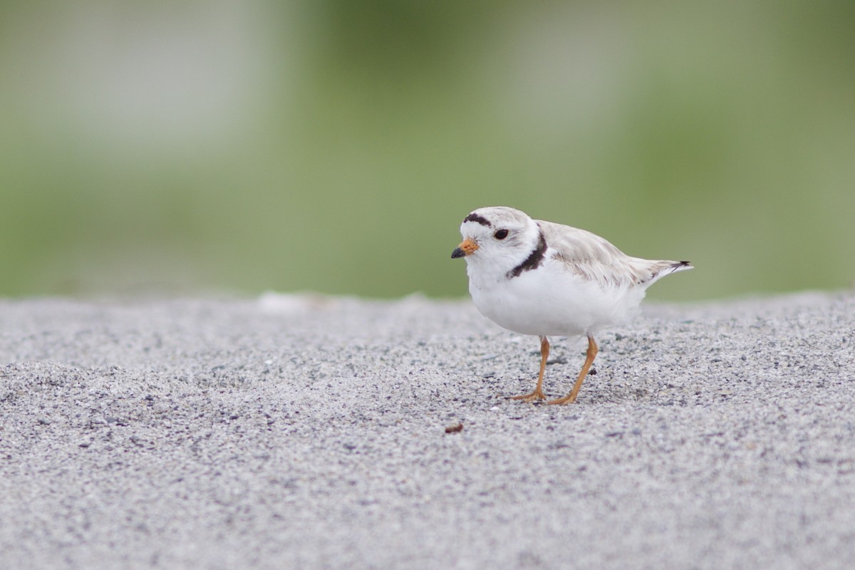 Piping Plover - ML61730481