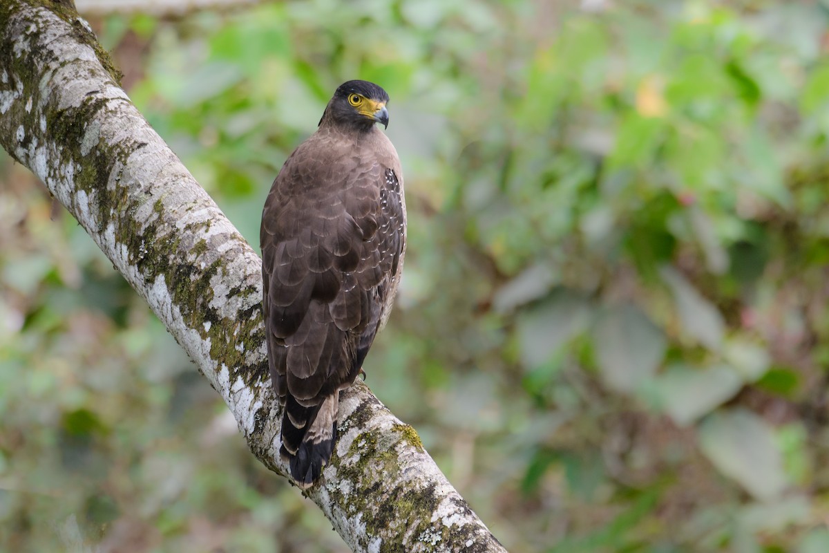 Crested Serpent-Eagle - ML617304857