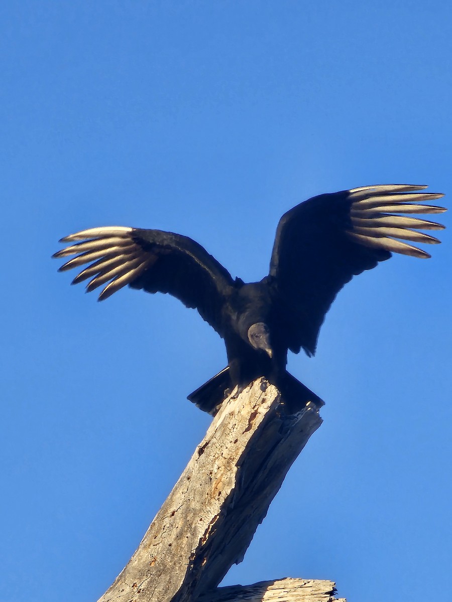Black Vulture - Janelle Willis
