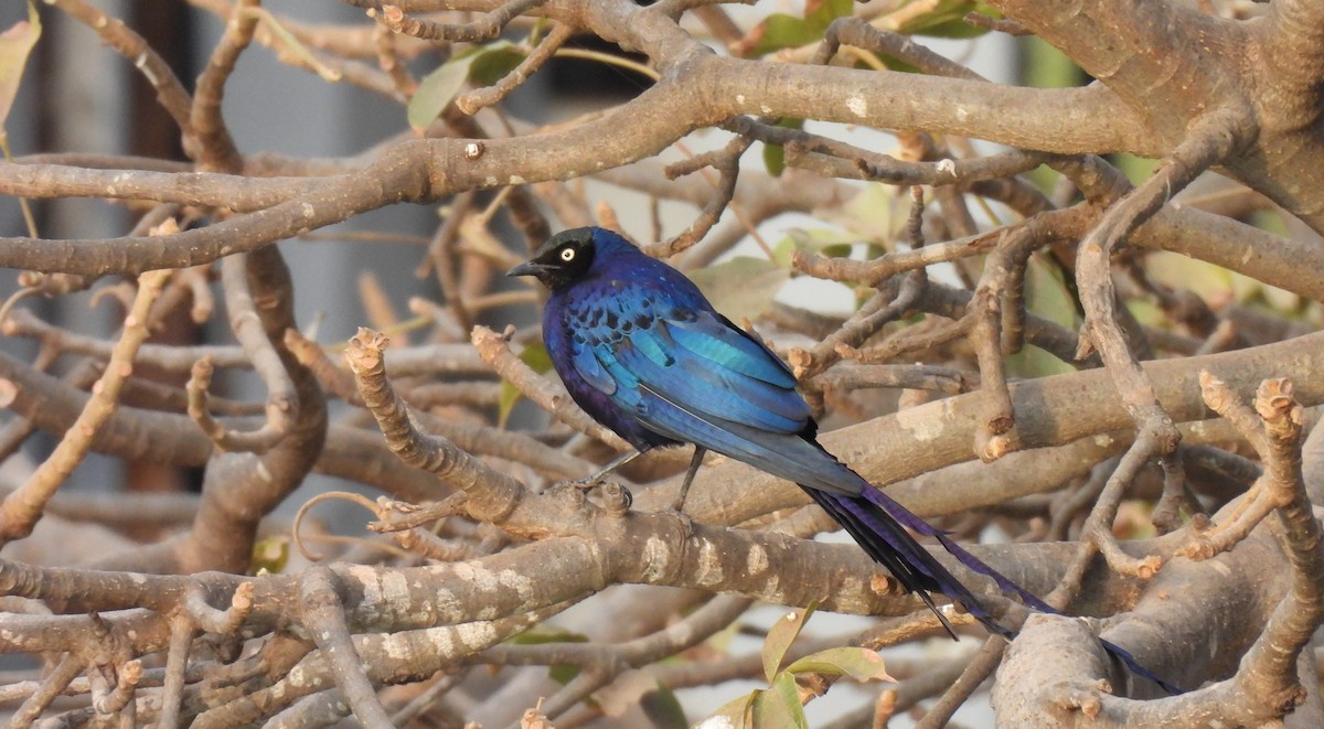 Long-tailed Glossy Starling - ML617304902