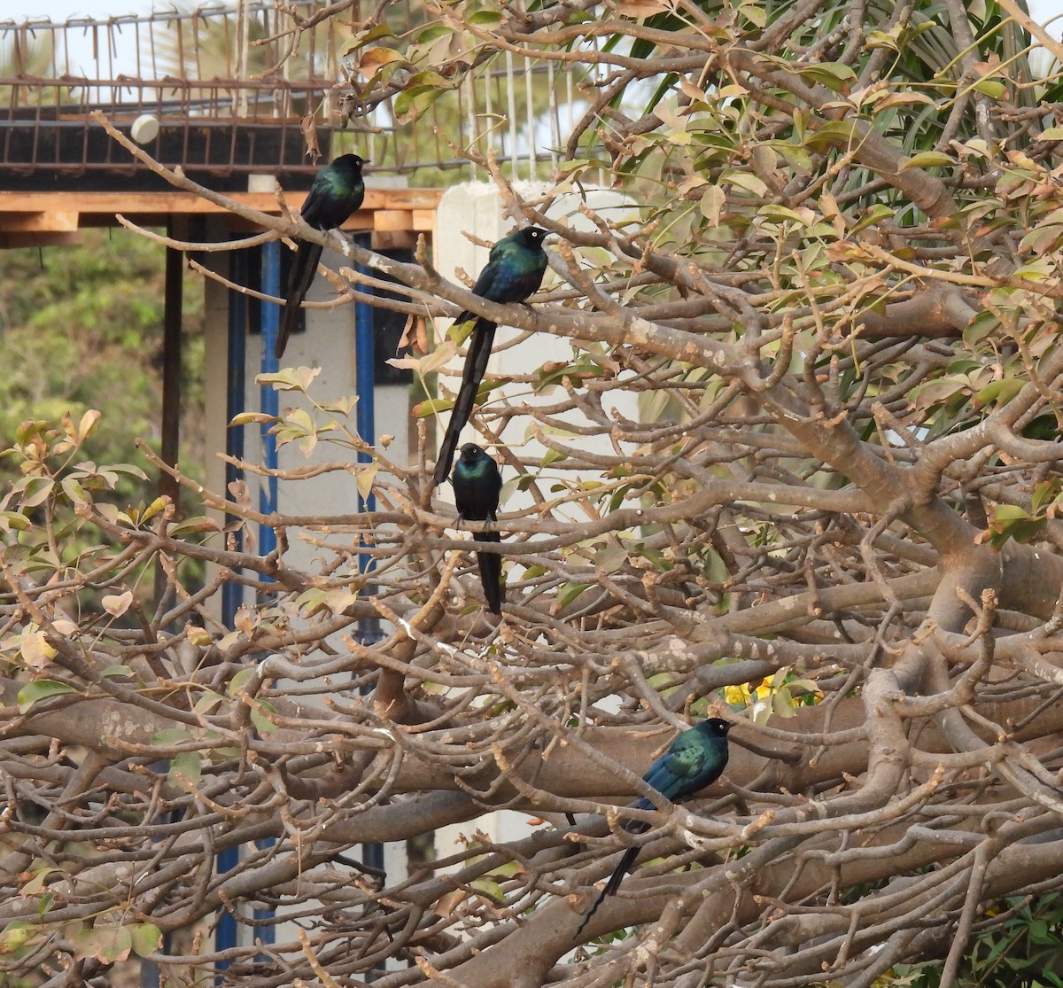 Long-tailed Glossy Starling - ML617304903