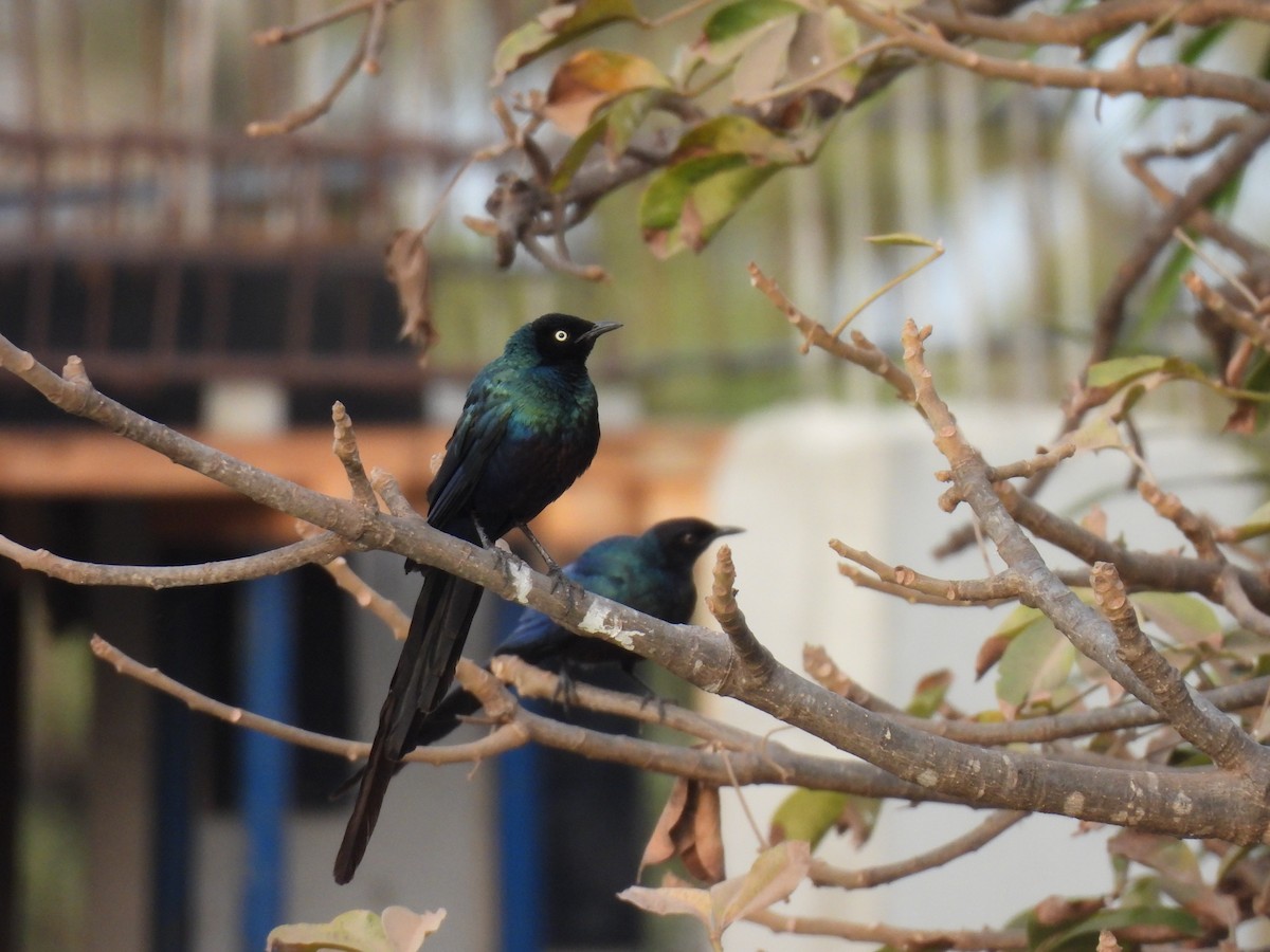 Long-tailed Glossy Starling - ML617304904
