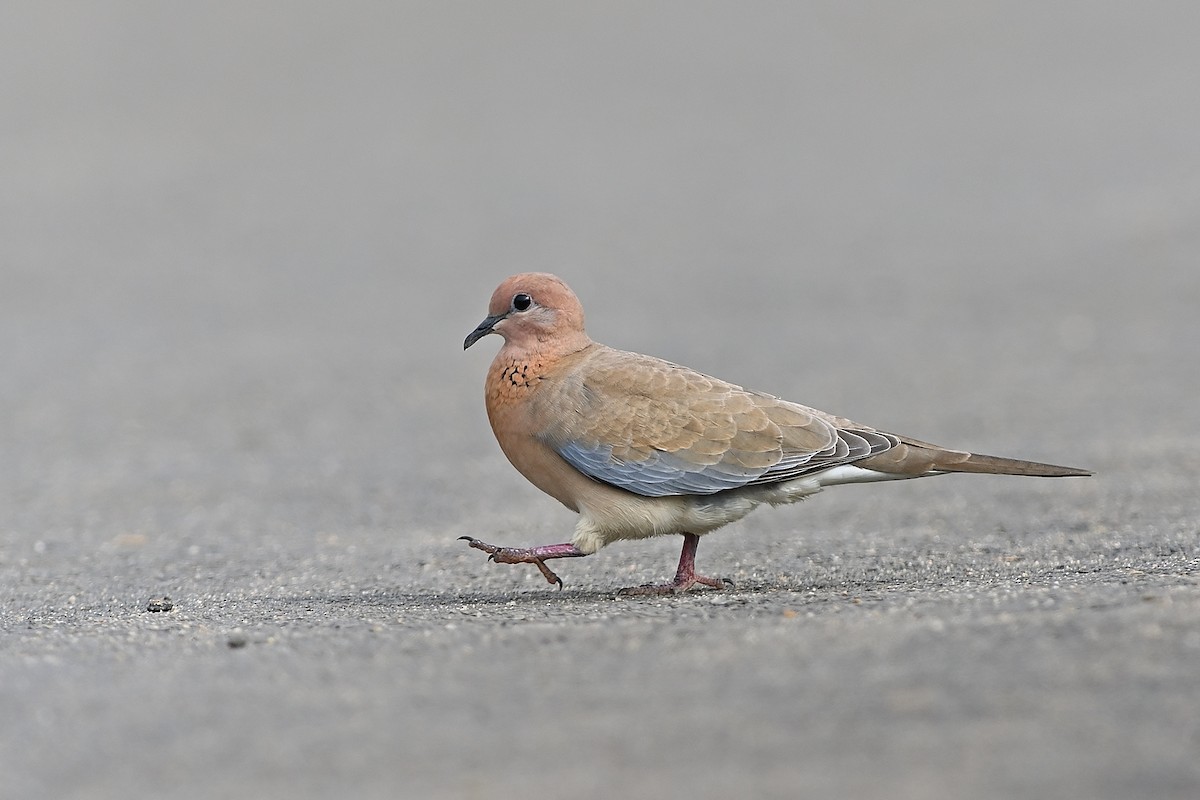 Laughing Dove - ML617304973