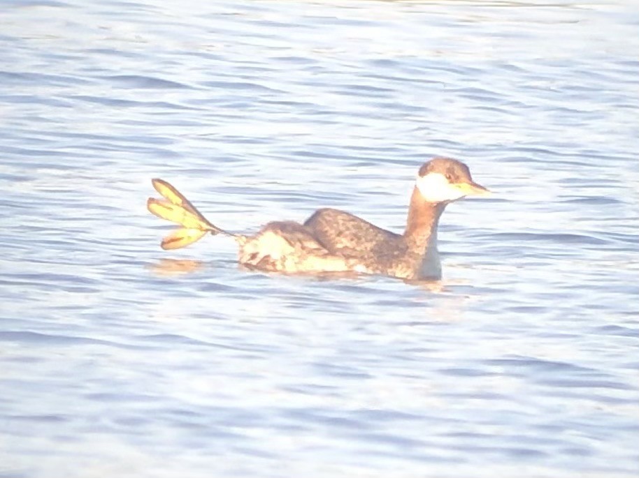 Red-necked Grebe - ML617305031