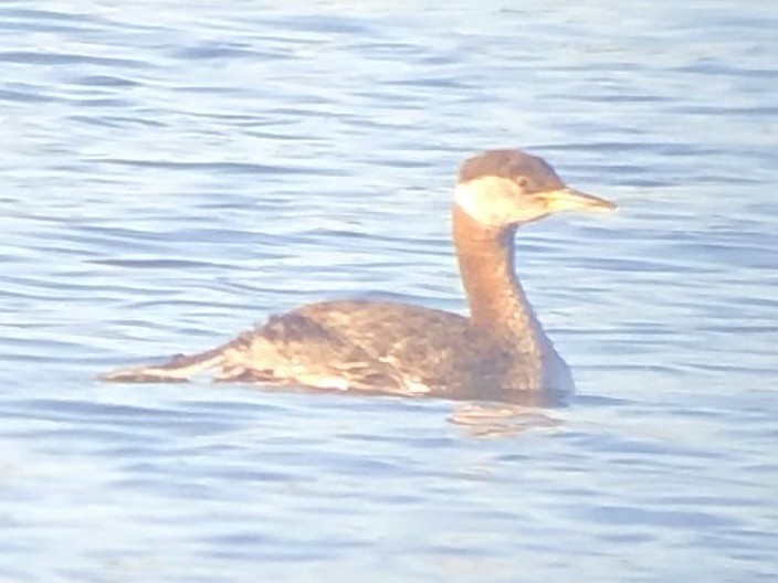 Red-necked Grebe - ML617305032