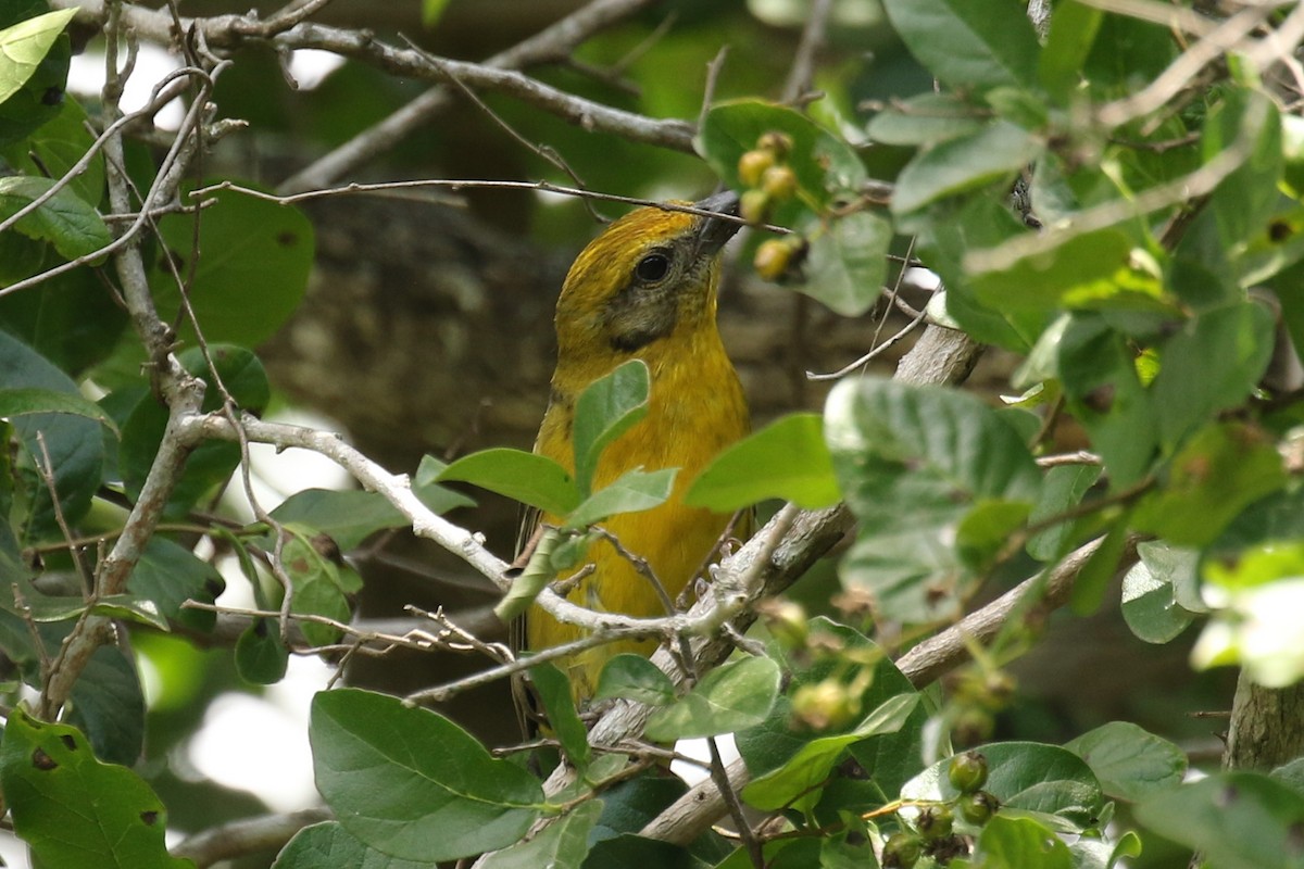 Flame-colored Tanager - ML617305069