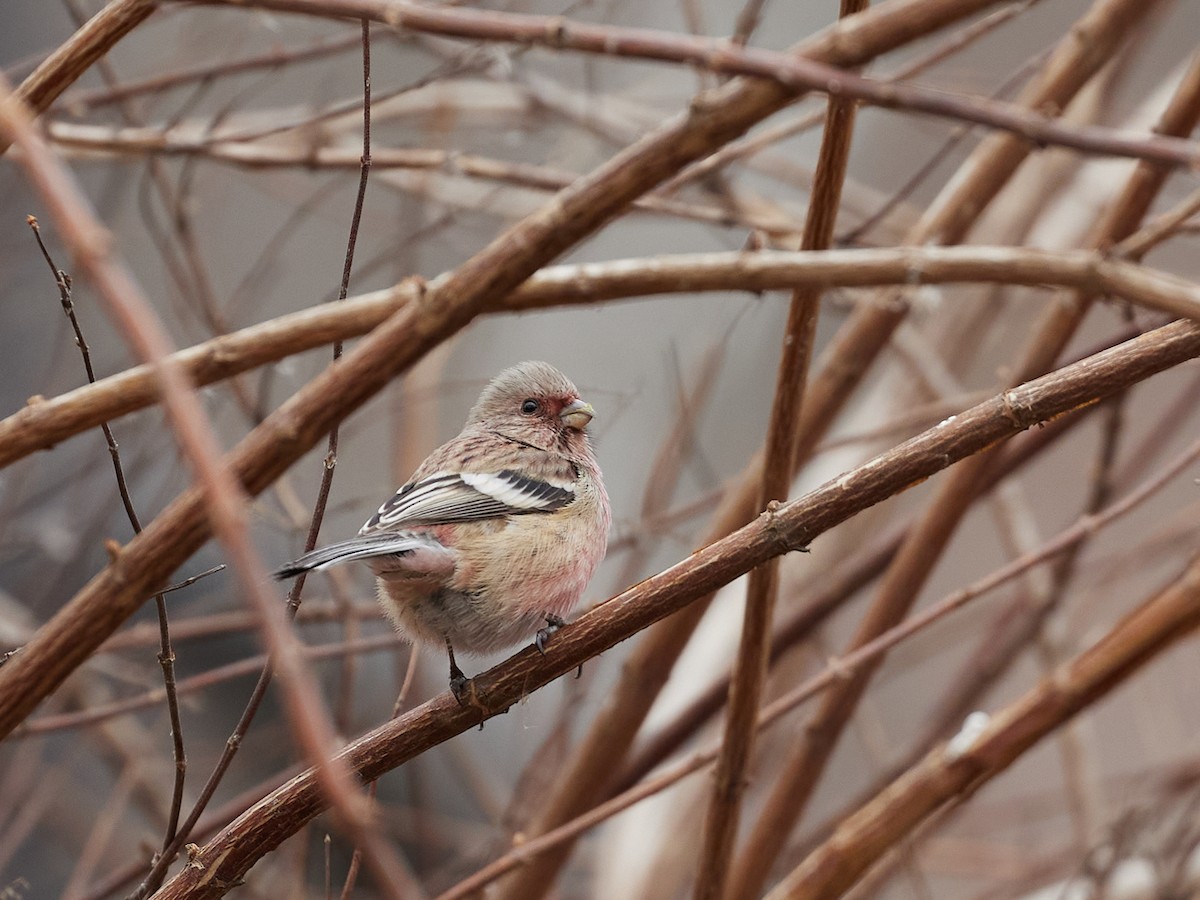 Long-tailed Rosefinch - 彥惟 黃