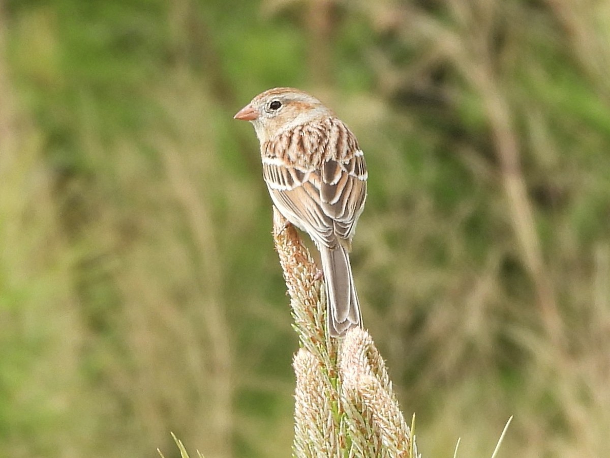 Field Sparrow - ML617305162