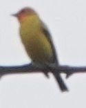 Western Tanager - ML617305169