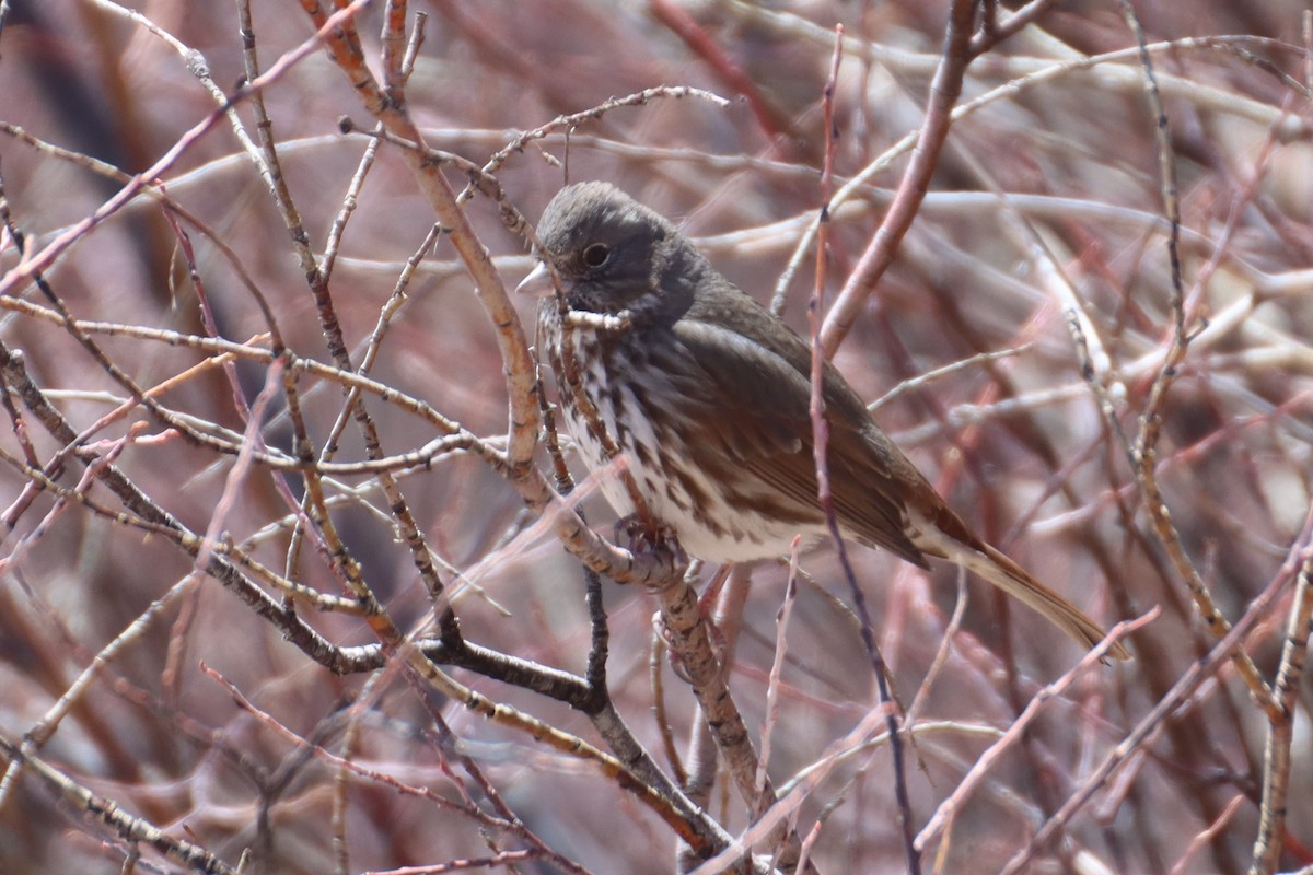 Fox Sparrow (Slate-colored) - ML617305186