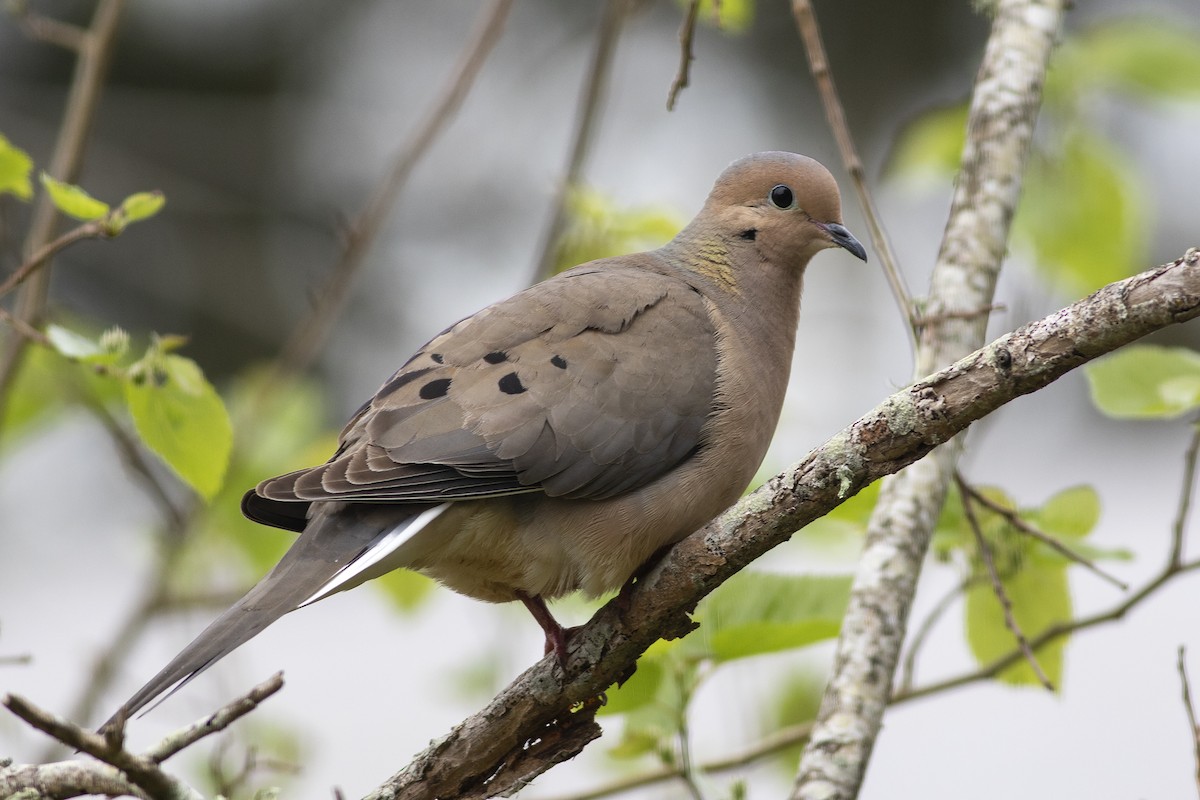 Mourning Dove - Martin Wall