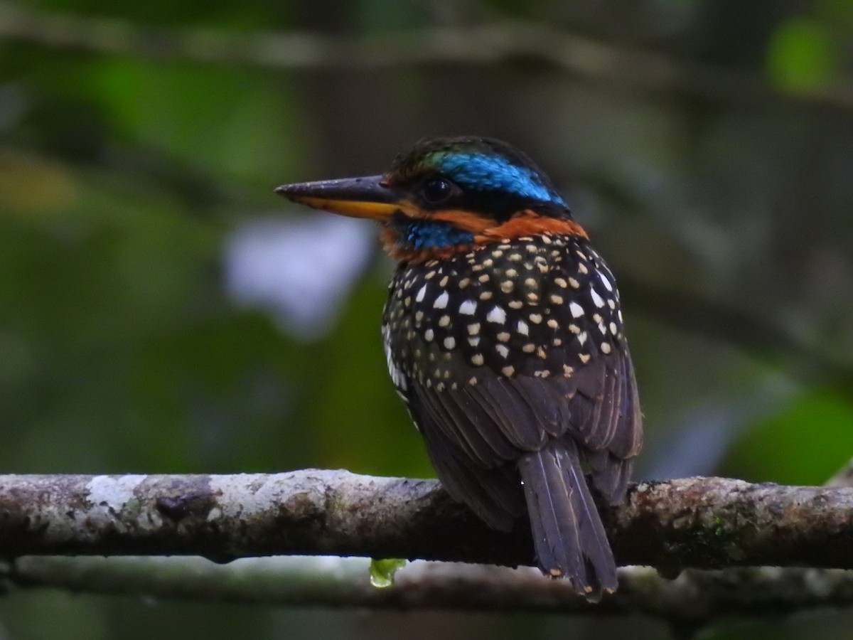 Spotted Kingfisher - ML617305241