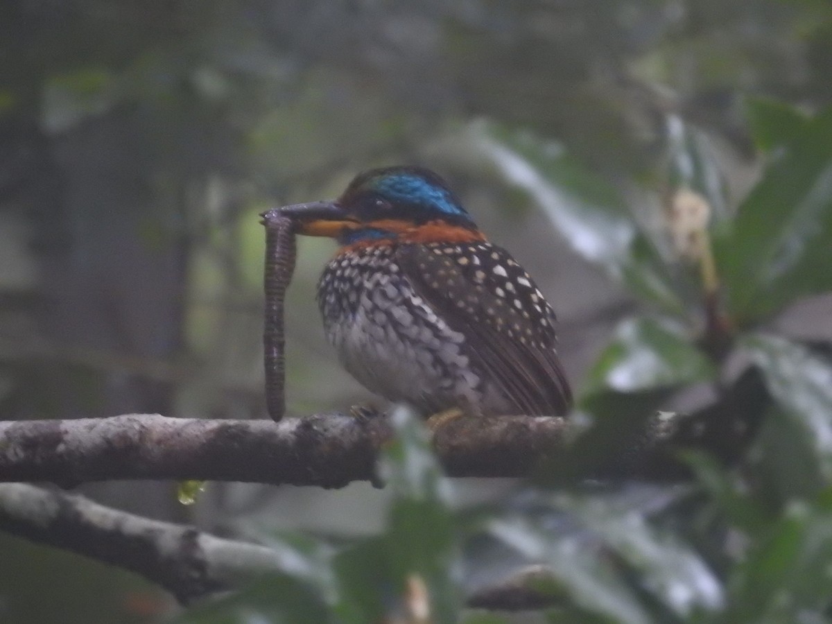Spotted Kingfisher - ML617305249