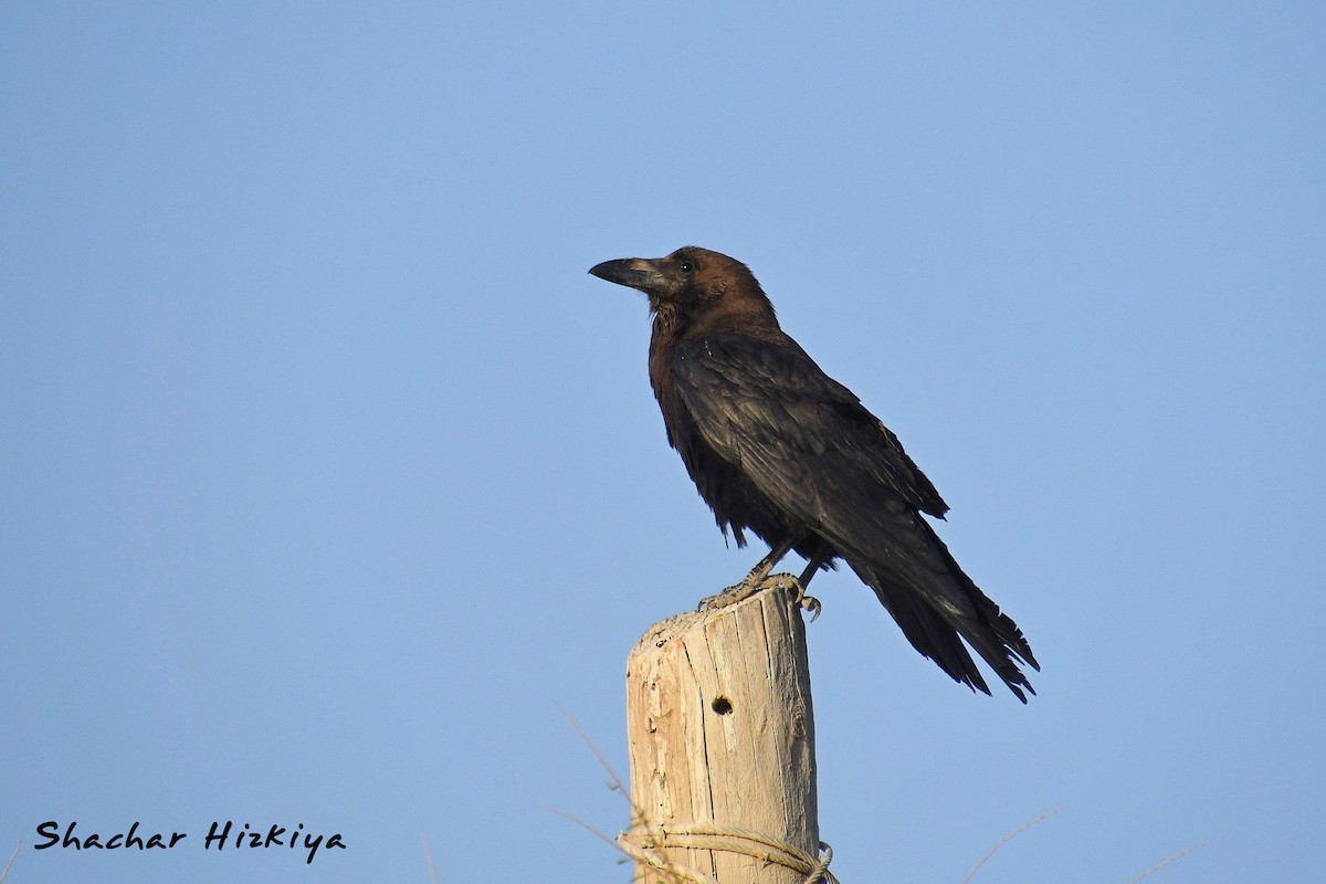 Brown-necked Raven - ML617305302