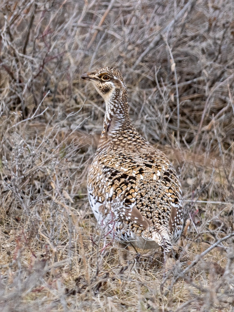 Sharp-tailed Grouse - Anne Belton