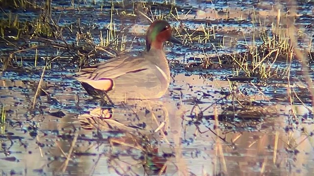 Green-winged Teal - ML617305325