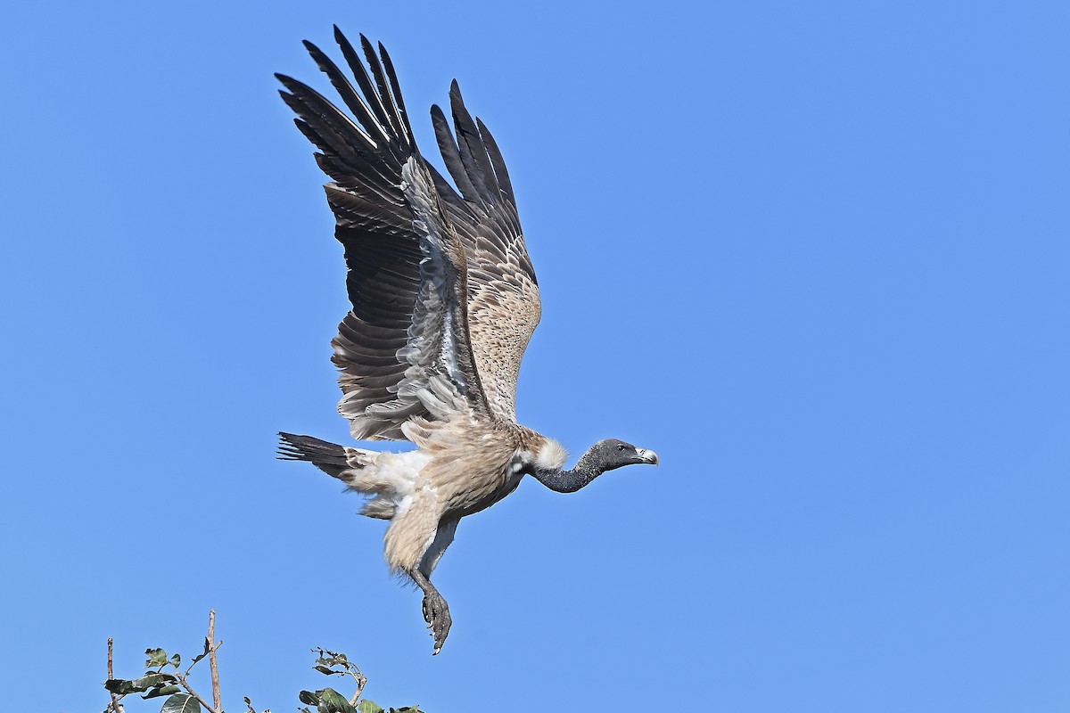 Indian Vulture - ML617305335