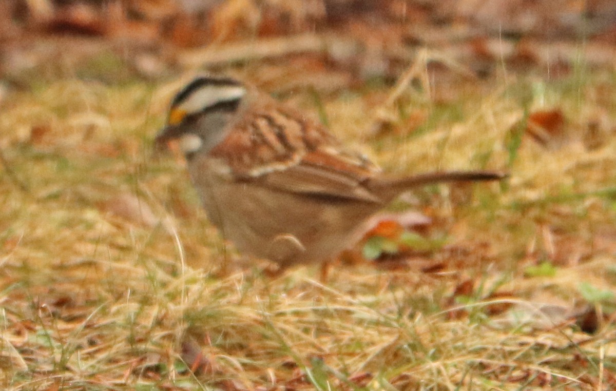 White-throated Sparrow - ML617305390