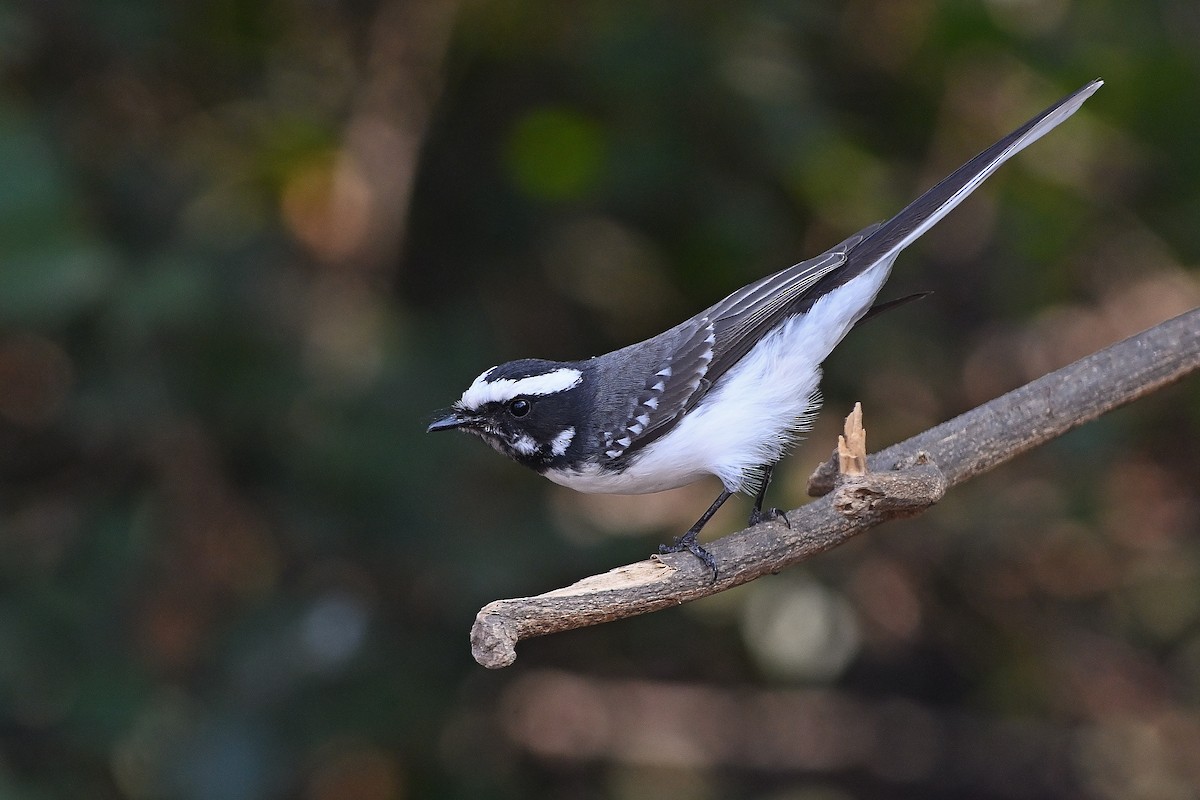 White-browed Fantail - ML617305406