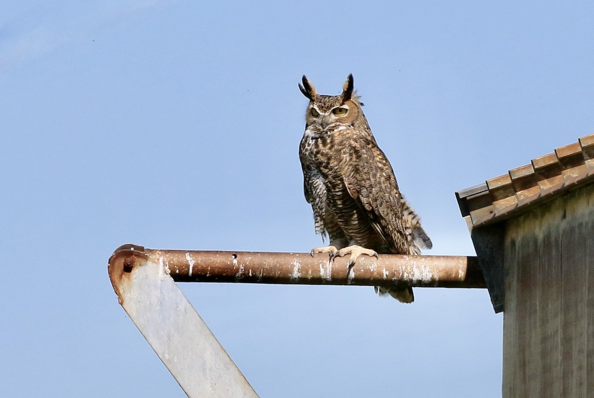 Great Horned Owl - ML617305593
