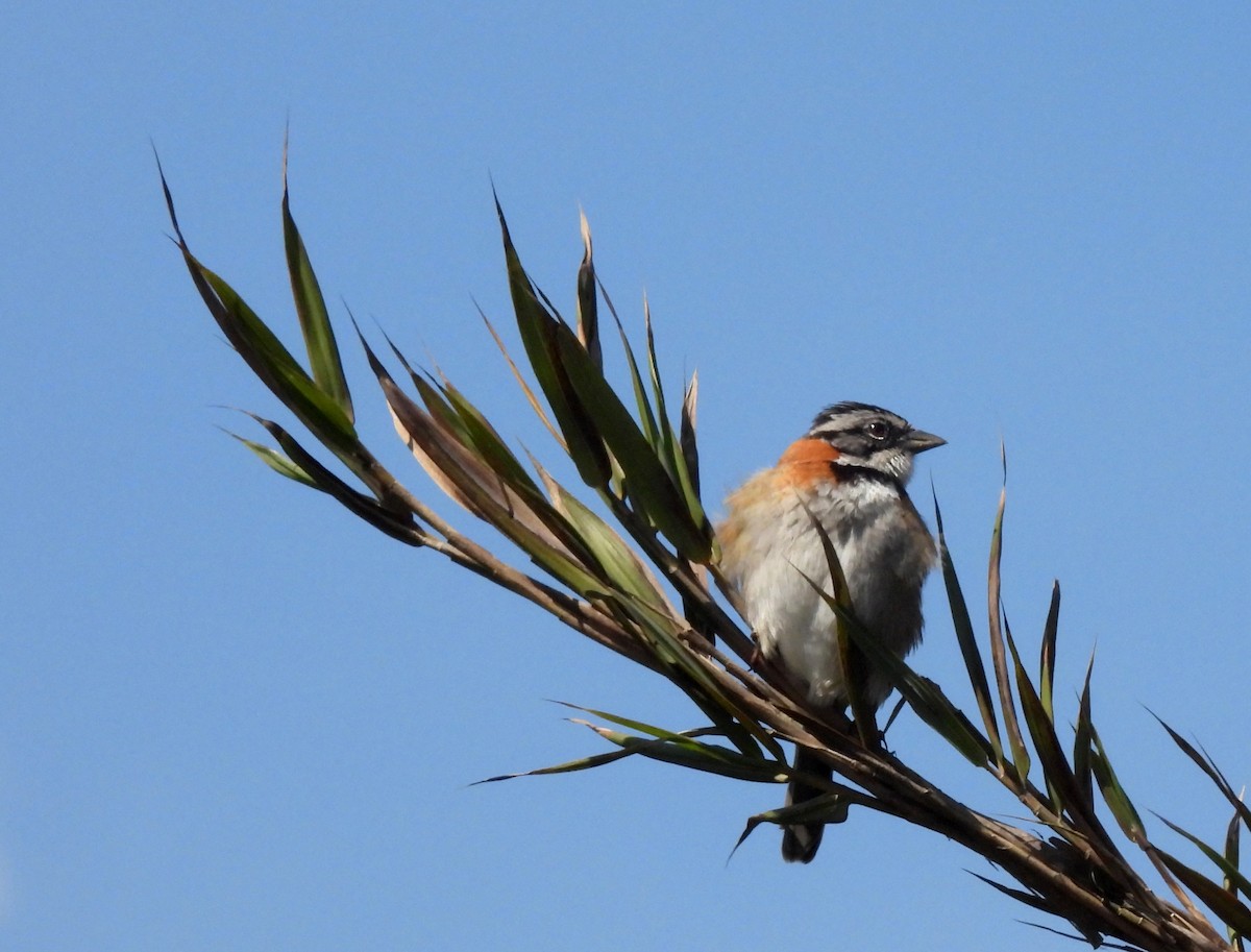 Rufous-collared Sparrow - David Riaño Cortés