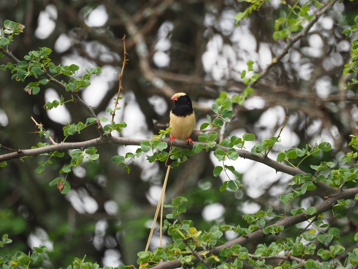Straw-tailed Whydah - ML617305631