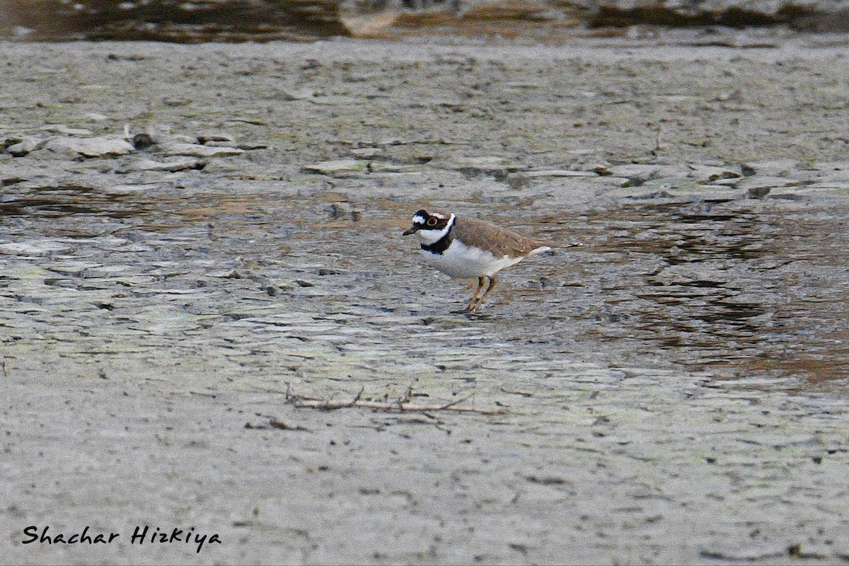 Little Ringed Plover (curonicus) - ML617305642