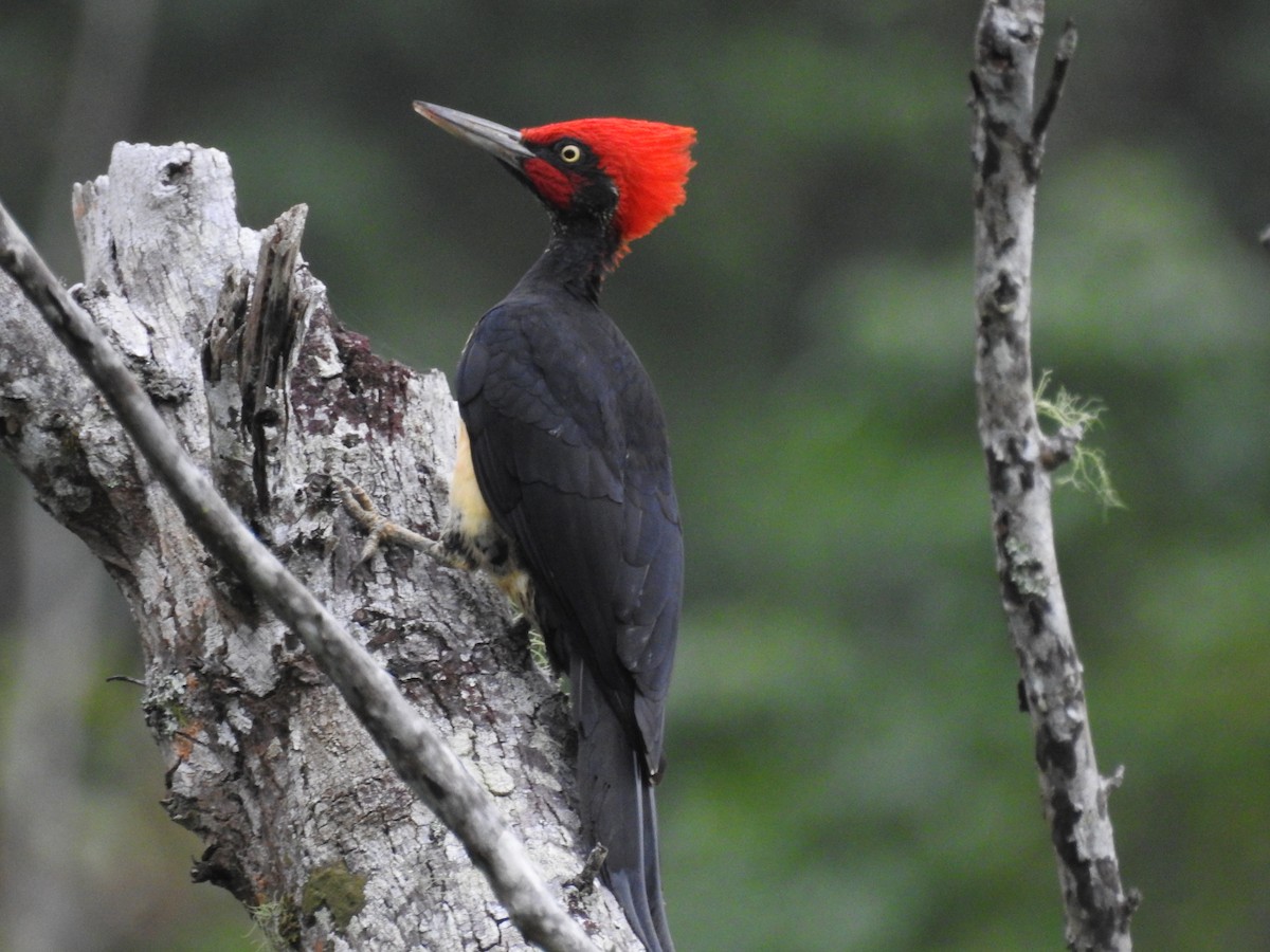 White-bellied Woodpecker - Mark Stacy