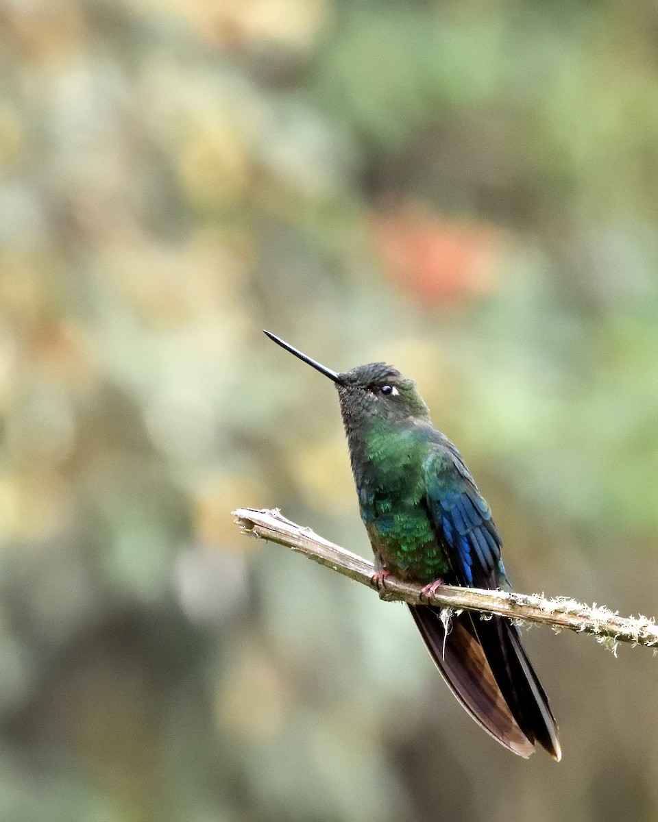 kolibřík modrokřídlý - ML617305725