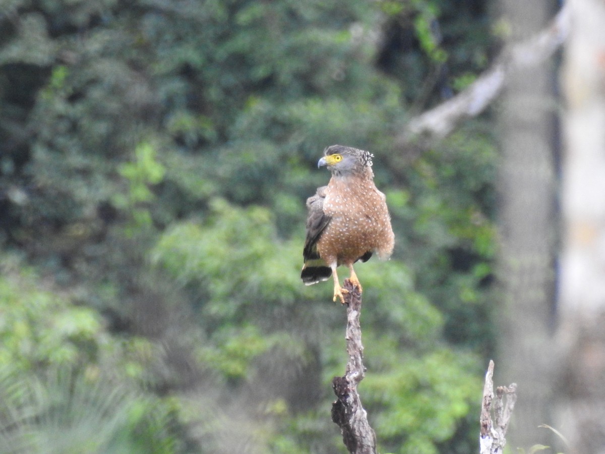 Philippine Serpent-Eagle - Mark Stacy