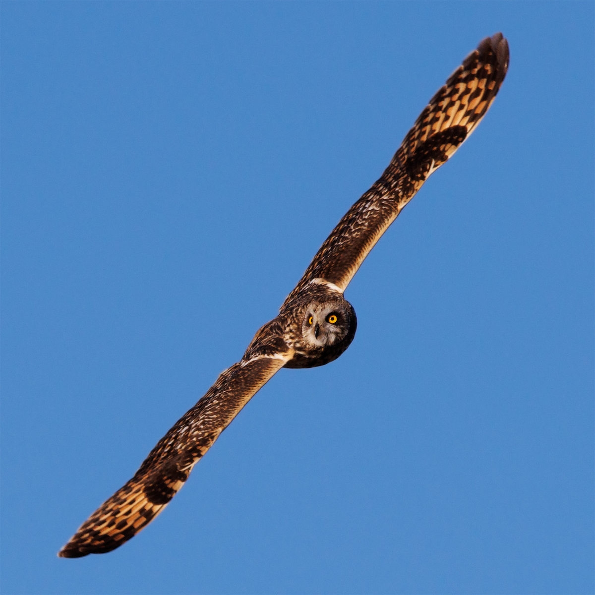 Short-eared Owl - ML617305910