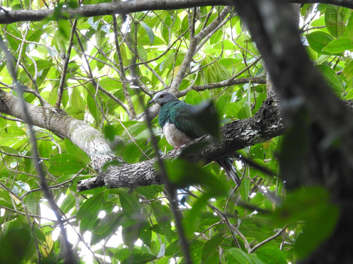 Филиппинский плодовый голубь - ML617305920