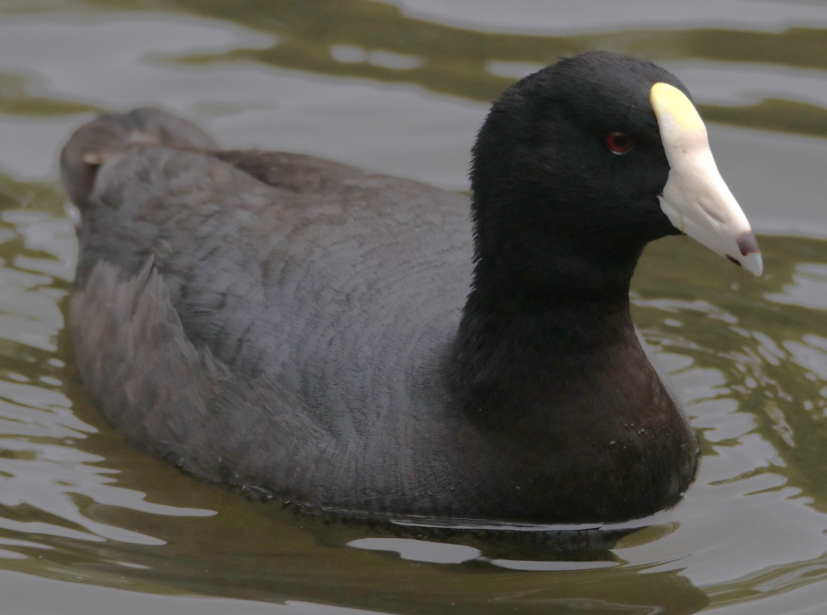 American Coot (White-shielded) - Barry Spolter