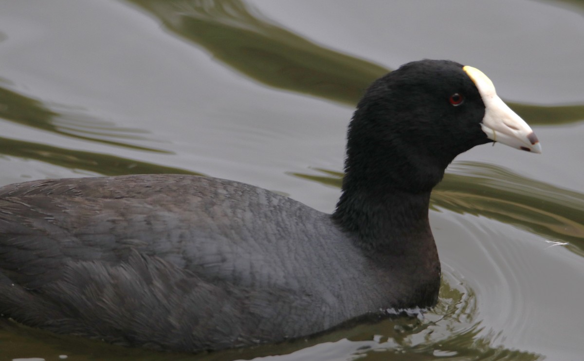 American Coot (White-shielded) - ML617305924
