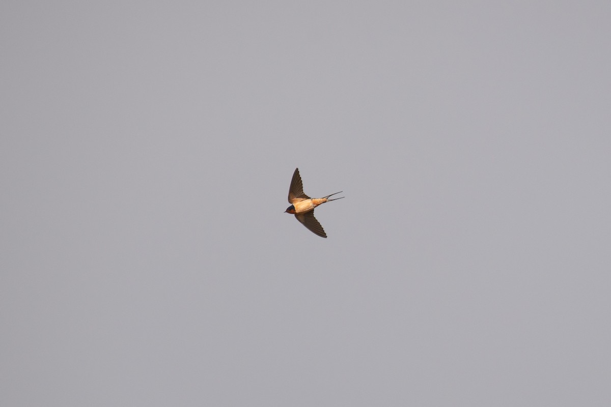 Barn Swallow - ML617305933