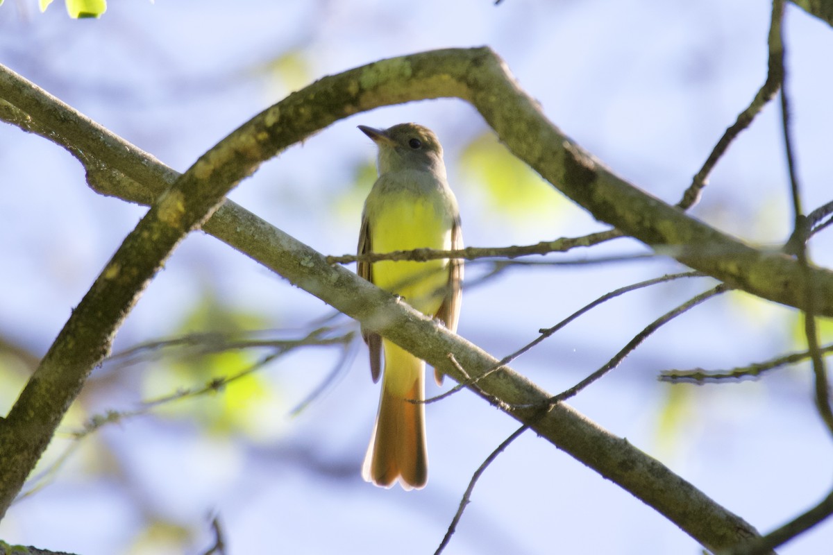 Great Crested Flycatcher - ML617305955