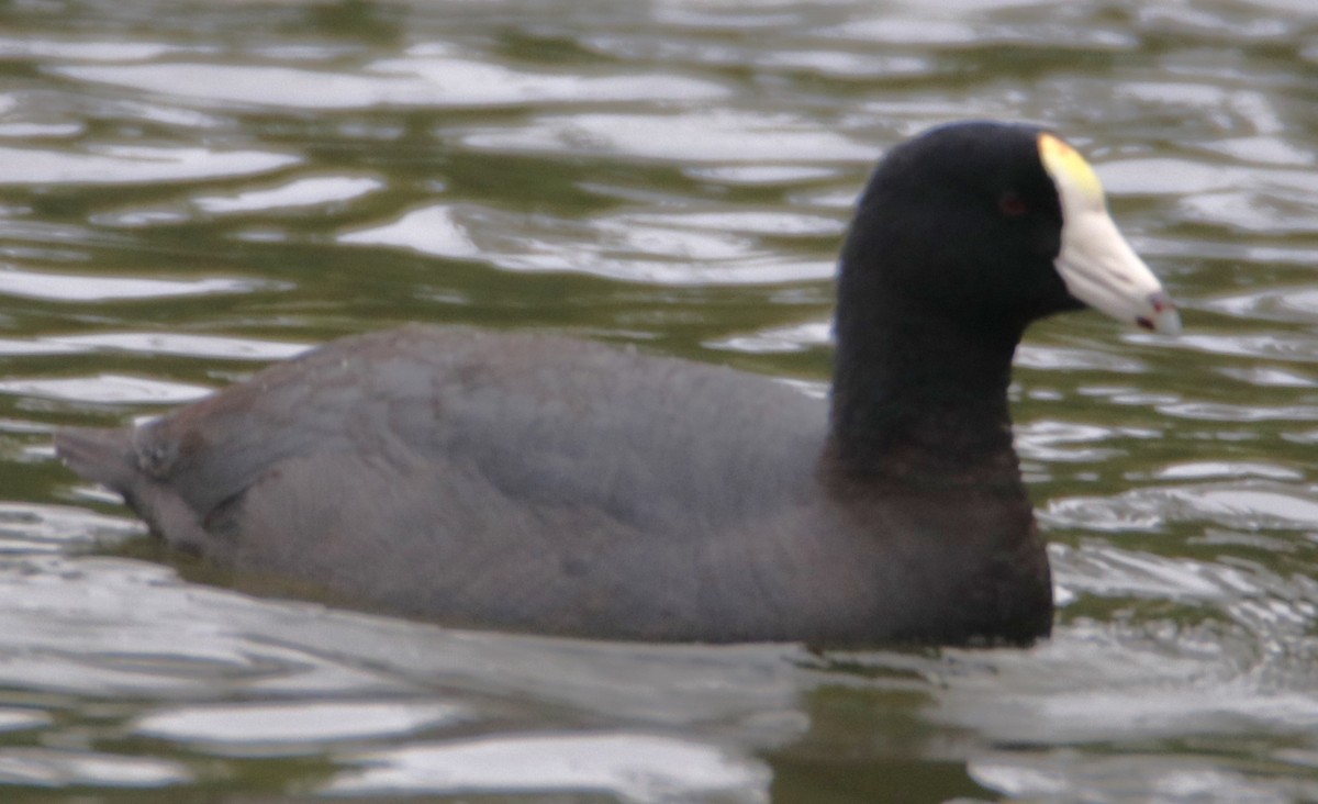 American Coot (White-shielded) - ML617305957