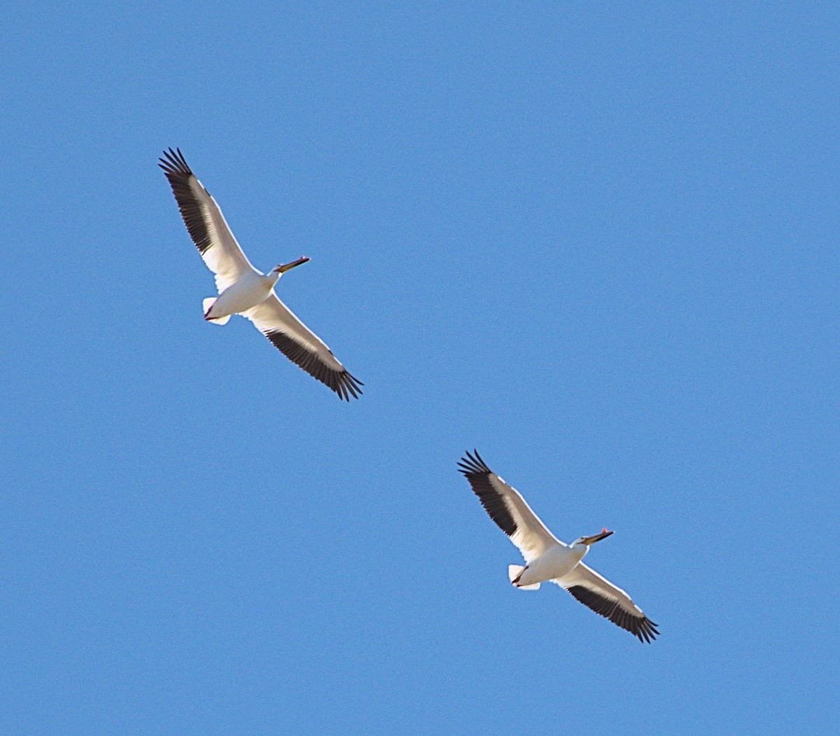 American White Pelican - willem van vliet-