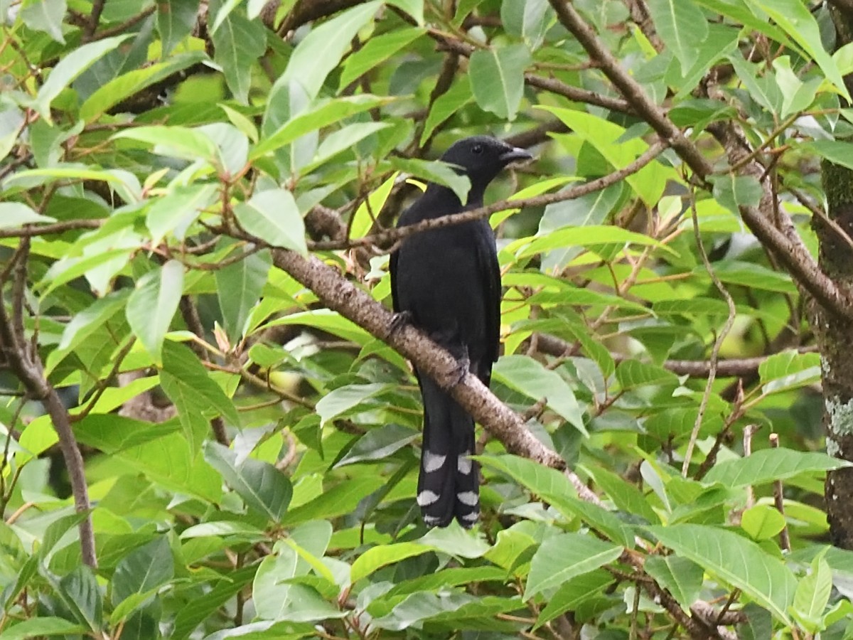 Black-winged Cuckooshrike - ML617306012
