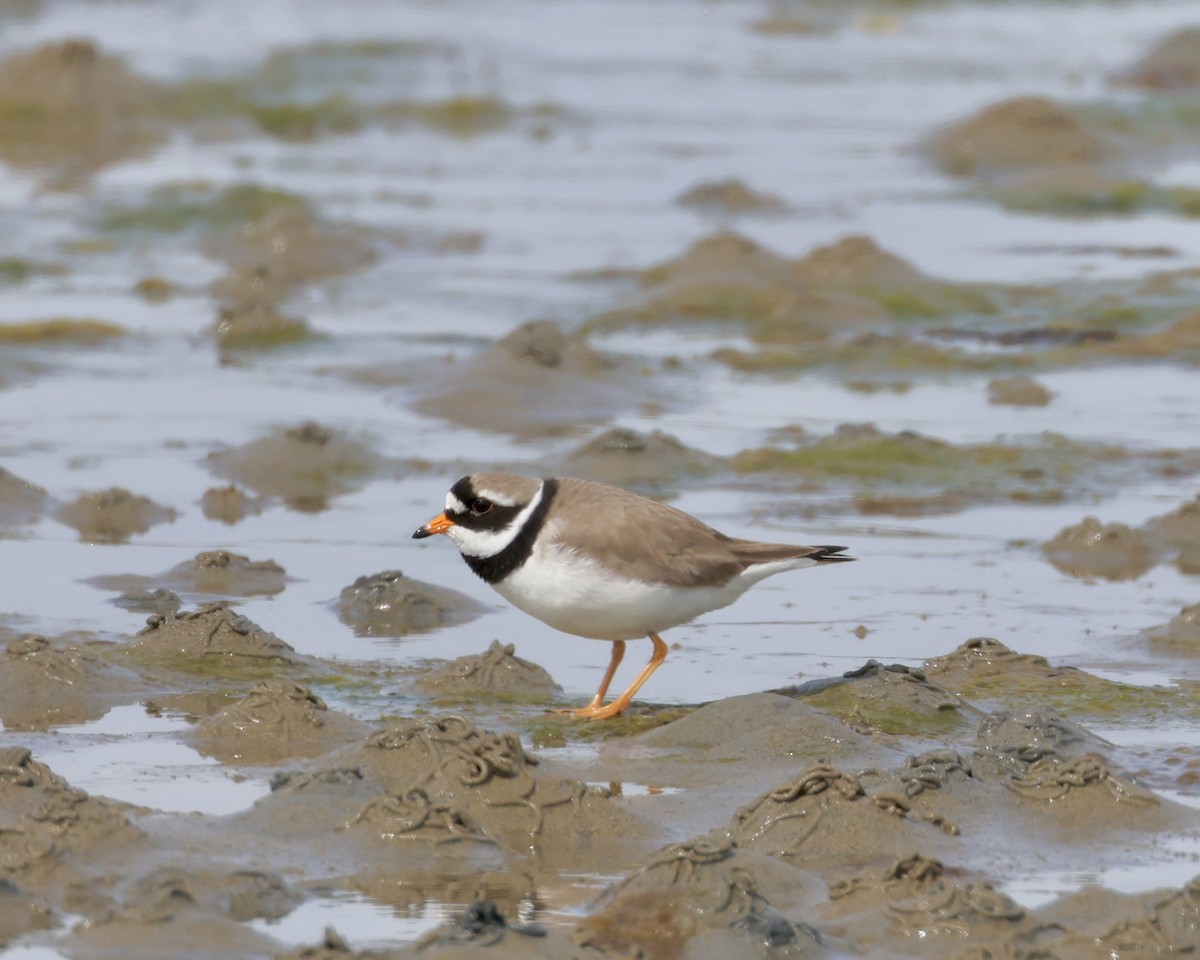 Common Ringed Plover - ML617306049