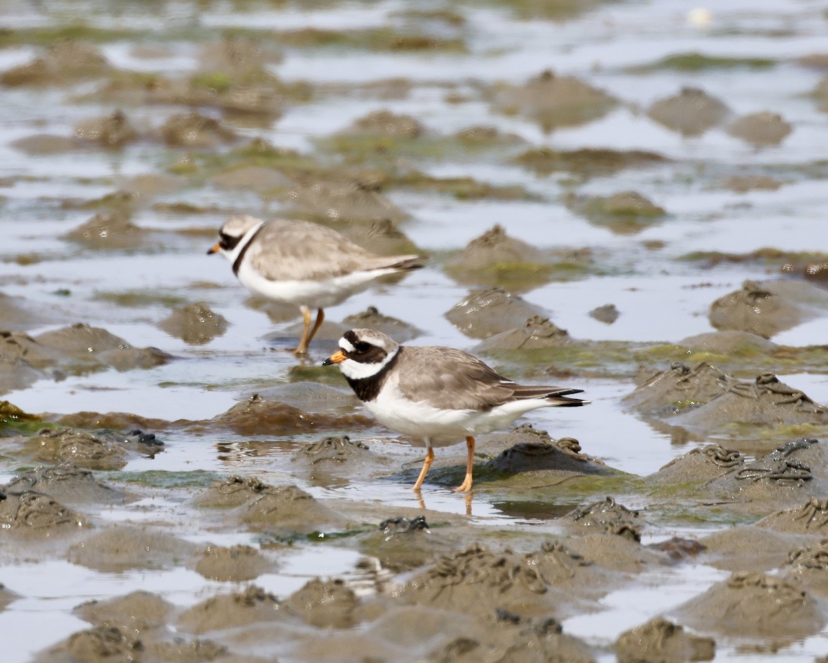 Common Ringed Plover - ML617306050