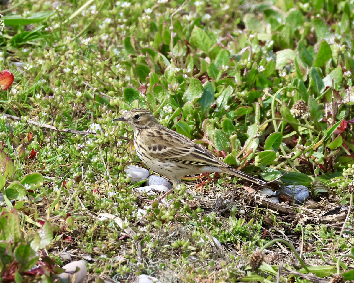 Meadow Pipit - ML617306065