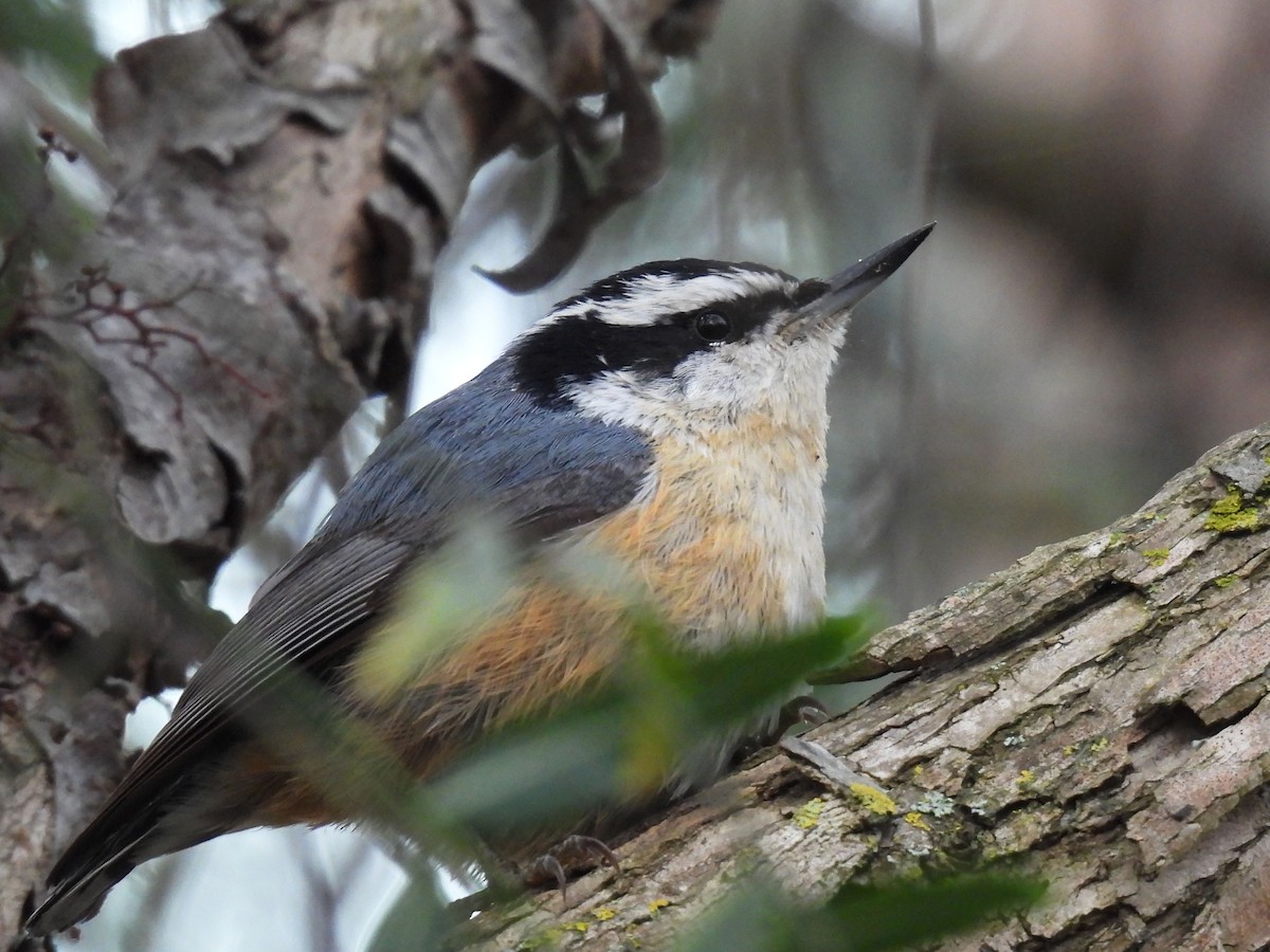 Red-breasted Nuthatch - Teale Fristoe