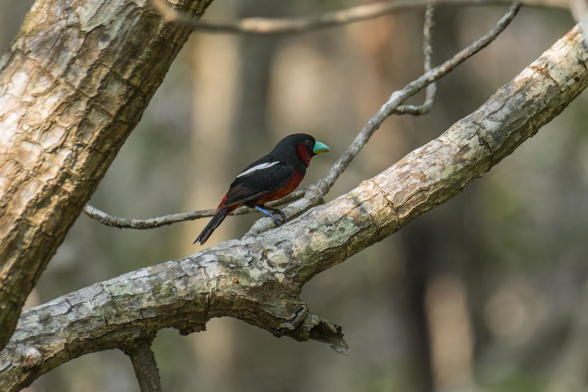 Black-and-red Broadbill (Black-and-red) - ML617306101