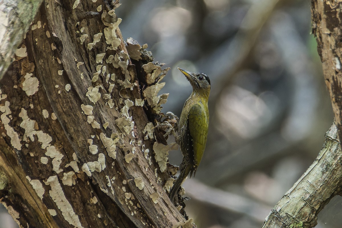 Streak-breasted Woodpecker - Wich’yanan Limparungpatthanakij