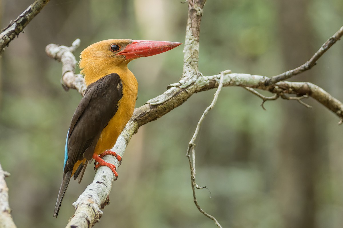 Brown-winged Kingfisher - Wich’yanan Limparungpatthanakij